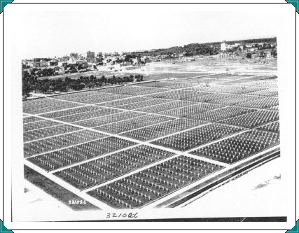 321026 Anzio Cemetery